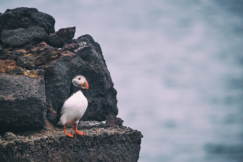 Vestmannaeyjar_Iceland_800